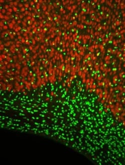 Olig2 Antibody, Novus Biologicals:Antibodies:Primary Antibodies